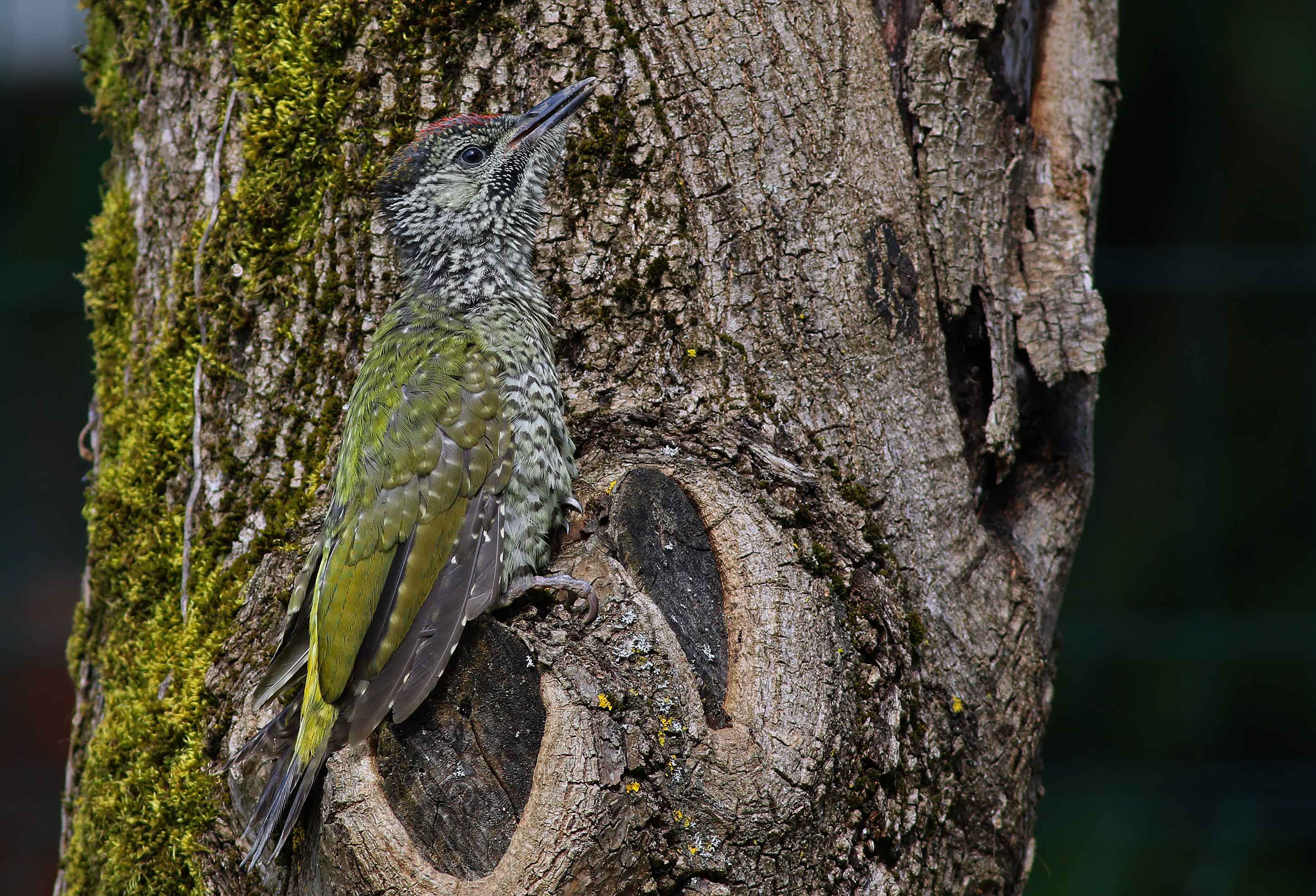 Eurasian Green Woodpecker